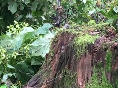 -五营红松林海景区