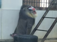 -西安秦岭野生动物园