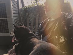 -柴犬高等学院·狗咖·柴犬售卖·宠物训练