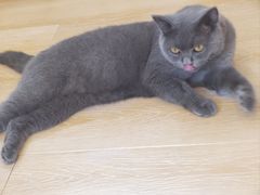 -猫咪派对(江南西店)