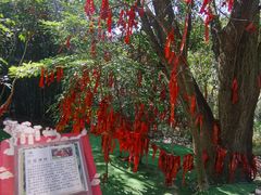 -广州白江湖森林公园