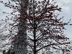 -广州塔晖粤轩中餐厅