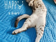 -美联众合宠物医院·爱萌分院·内外科·猫科中心