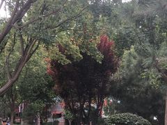 -南宫五洲植物乐园