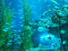 -芜湖新华联大白鲸海洋公园