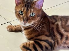 -瑞派·关忠动物医院·猫专科·犬专科(三环新城店)