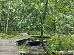 -五营红松林海景区