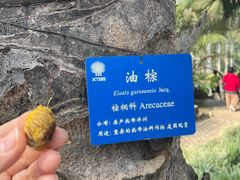 -中国科学院西双版纳热带植物园