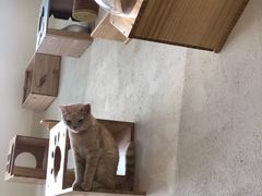 -藏猫猫咖啡主题馆(中央大道店)