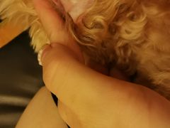 -福懋动物医院·犬猫全科·外科·重症科(杏林分院)