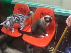 -猫咪博物馆(顶澳仔猫街店)