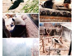 -北京动物园熊猫馆
