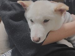 -逗柴咖啡屋·狗咖猫咖宠物桌游
