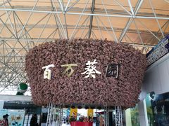 -百万葵园