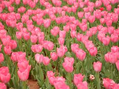 -洛阳郁金香牡丹园