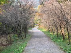 -金龙寺国家森林公园