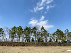 -春花秋色城市公园