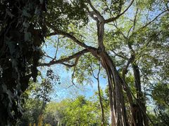 -瑞丽独树成林风景区