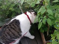 -海边的猫和咖啡馆