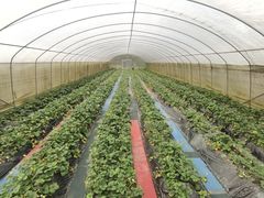 -洪湖家庭农场·团建·露营·会议