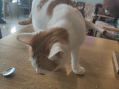-平行世界·猫咖(首经贸店)