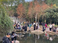 -重庆彩云湖湿地公园