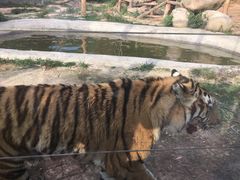 -泉州海丝野生动物世界