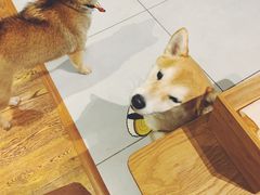 -柴务处·柴犬主题狗咖