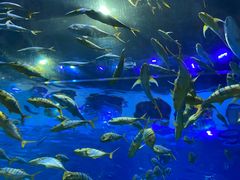 -华夏文旅海洋公园