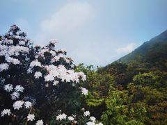 -梧桐山风景名胜区