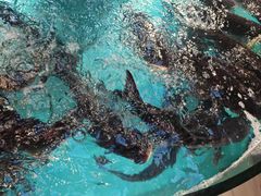 -魏铭鱼头捞饭(晋阳路店)