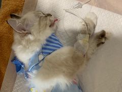 -宠爱国际动物医院· 猫科· 外科·中兽医(长白店)