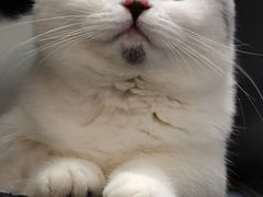 -伟伟宠物医院·瑞派猫友好医院·猫科(光谷店)