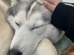 -Let's go狗咖·猫咖·奶狗·桌游(春熙路IFS店)