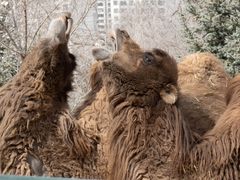 -青藏高原野生动物园