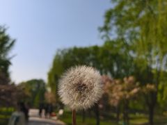 -石家庄市植物园