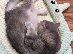-MOCHA明星猫咖(田子坊店)