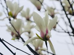 -香雪海