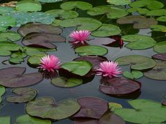 -国家植物园南园