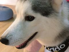 -Husky Go! 哈士奇体验馆·宠物咖啡厅狗咖
