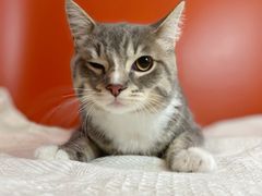 -喵五郎の猫咪酒店·专业洗护·寄养