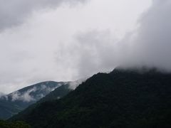 -天目山大树王景区
