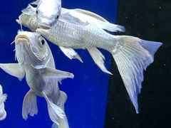 -沙沙哗啦海洋馆(华宇百花谷店)