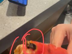 -鸽子窝(黄村店)