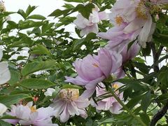 -曹州百花园