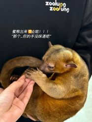 -Zoolung Zoolung动物主题公园(海信广场店)