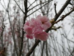 -天适樱花悠乐园