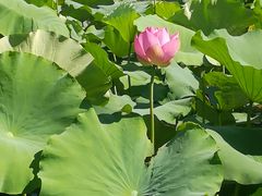 -荷塘月色湿地公园·向阳花洲