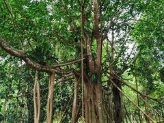 -中国科学院西双版纳热带植物园