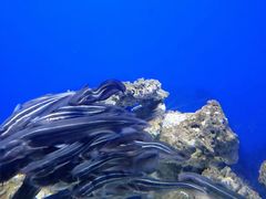 -江和美海洋公园